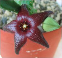 Stapelia praetermissa